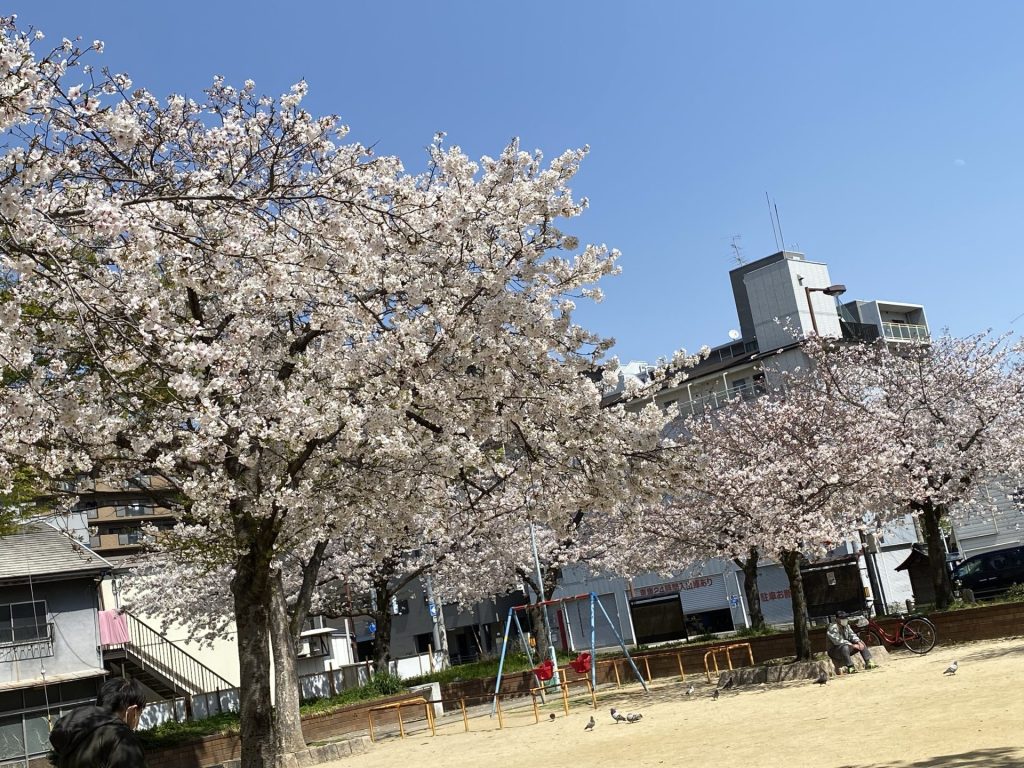 花見　桜　満開